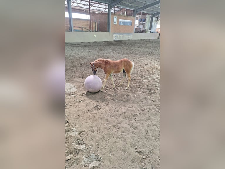 American Quarter Horse Hengst 1 Jaar 150 cm Vos in Allenbach