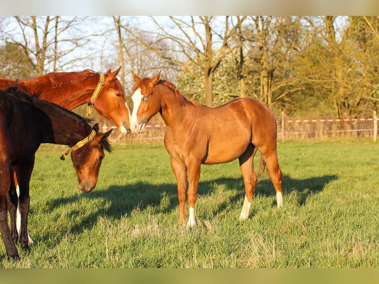 American Quarter Horse Hengst 1 Jaar 150 cm Vos in Celle