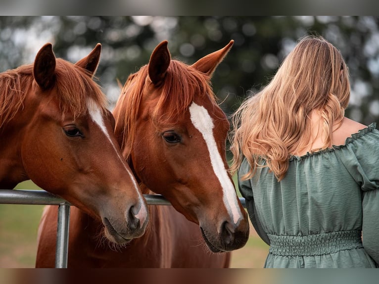 American Quarter Horse Hengst 1 Jaar 150 cm Vos in Zeulenroda