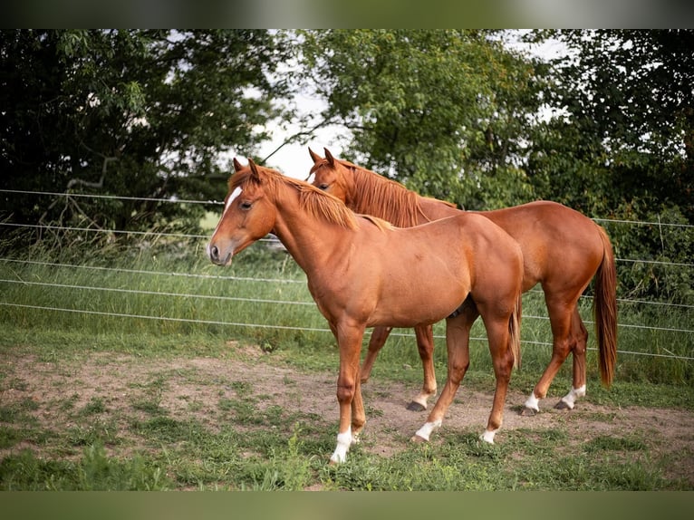 American Quarter Horse Hengst 1 Jaar 150 cm Vos in Zeulenroda