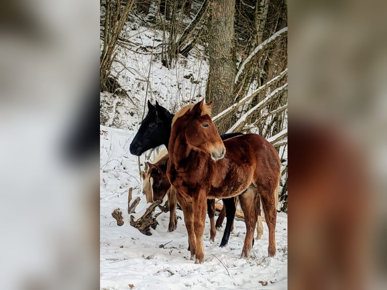 American Quarter Horse Hengst 1 Jaar 150 cm Vos in Allenbach