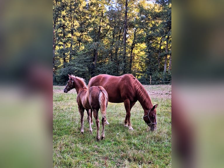American Quarter Horse Hengst 1 Jaar 150 cm Vos in Allenbach