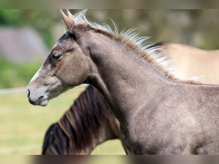 American Quarter Horse Hengst 1 Jaar 150 cm in Geiselwind