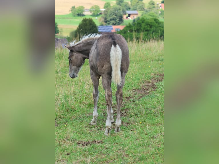 American Quarter Horse Hengst 1 Jaar 150 cm in Geiselwind