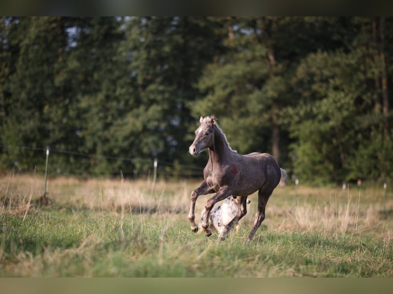 American Quarter Horse Hengst 1 Jaar 150 cm in Geiselwind