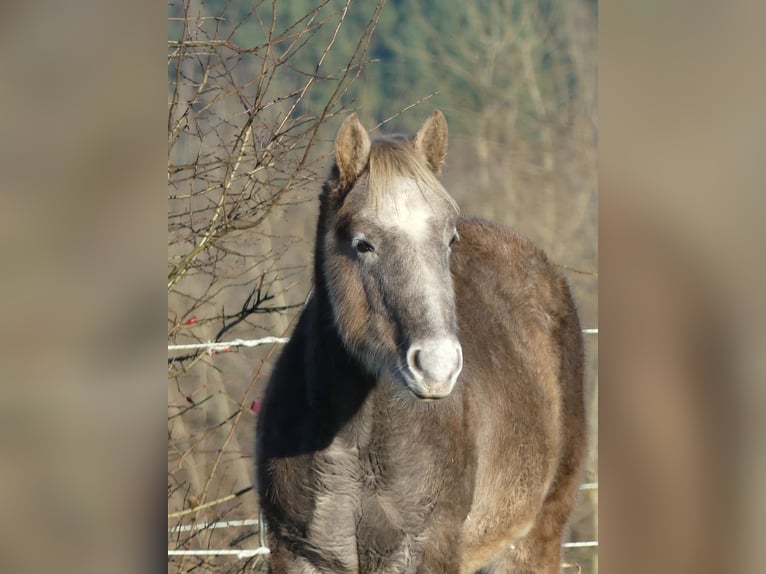 American Quarter Horse Hengst 1 Jaar 150 cm in Geiselwind