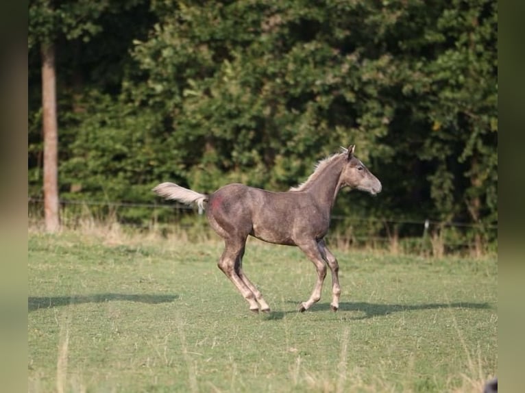 American Quarter Horse Hengst 1 Jaar 150 cm in Geiselwind