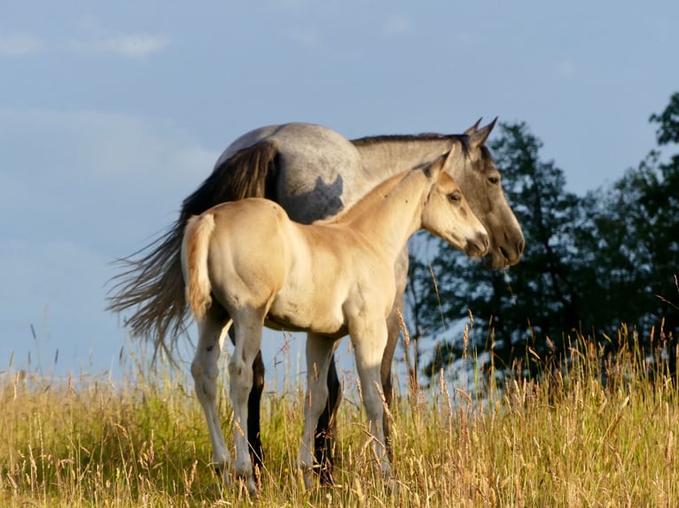 American Quarter Horse Hengst 1 Jaar 150 cm in Geiselwind