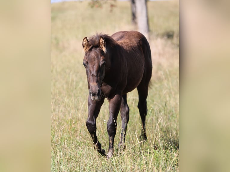 American Quarter Horse Hengst 1 Jaar 150 cm in Poppenhausen