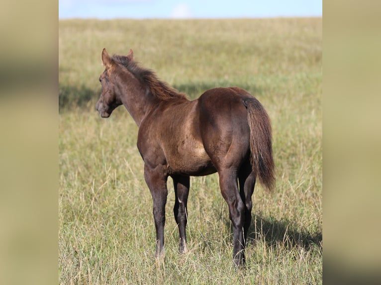 American Quarter Horse Hengst 1 Jaar 150 cm in Poppenhausen