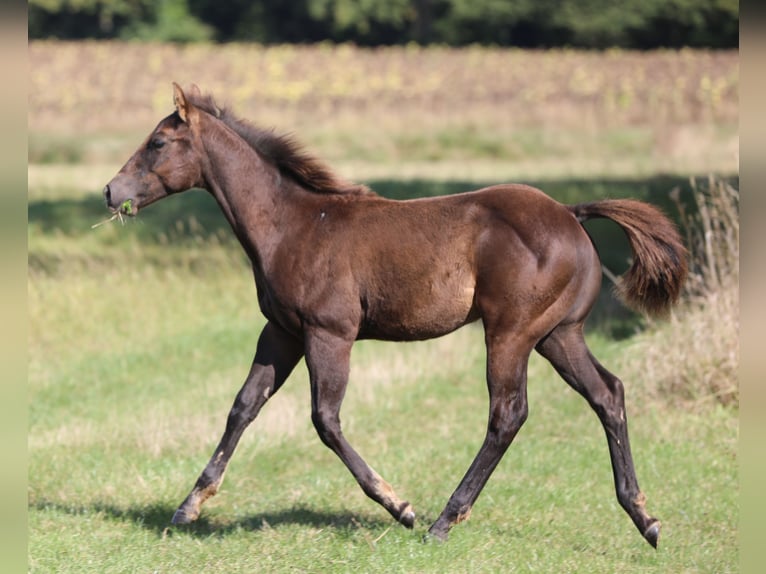 American Quarter Horse Hengst 1 Jaar 150 cm in Poppenhausen