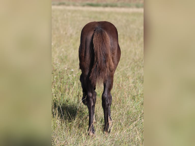 American Quarter Horse Hengst 1 Jaar 150 cm in Poppenhausen