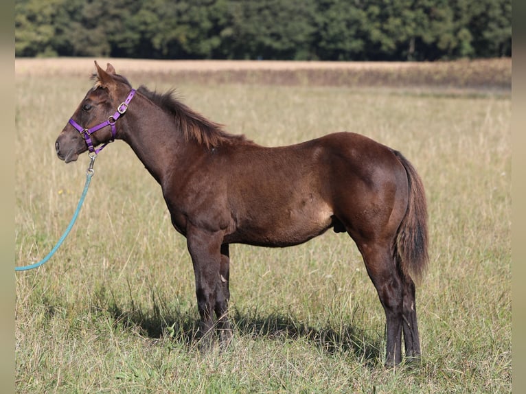 American Quarter Horse Hengst 1 Jaar 150 cm in Poppenhausen