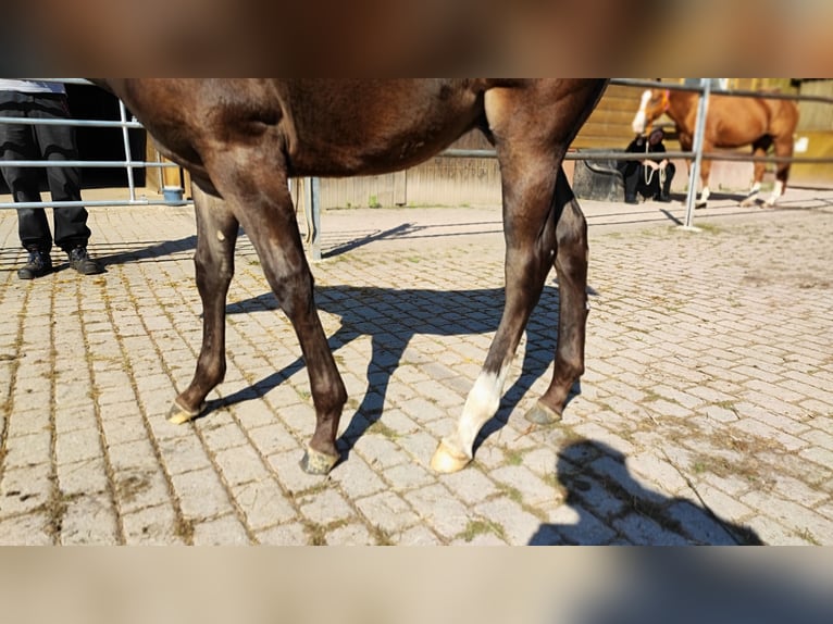 American Quarter Horse Hengst 1 Jaar 150 cm Zwartbruin in Gschwend