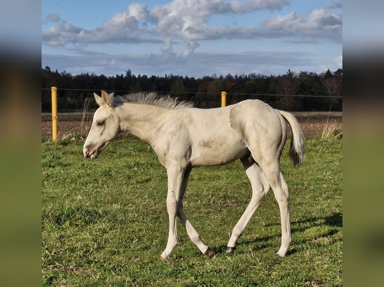 American Quarter Horse Hengst 1 Jaar 151 cm Buckskin in Nordhorn