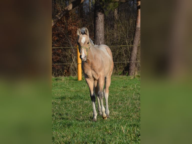 American Quarter Horse Hengst 1 Jaar 151 cm Buckskin in Nordhorn