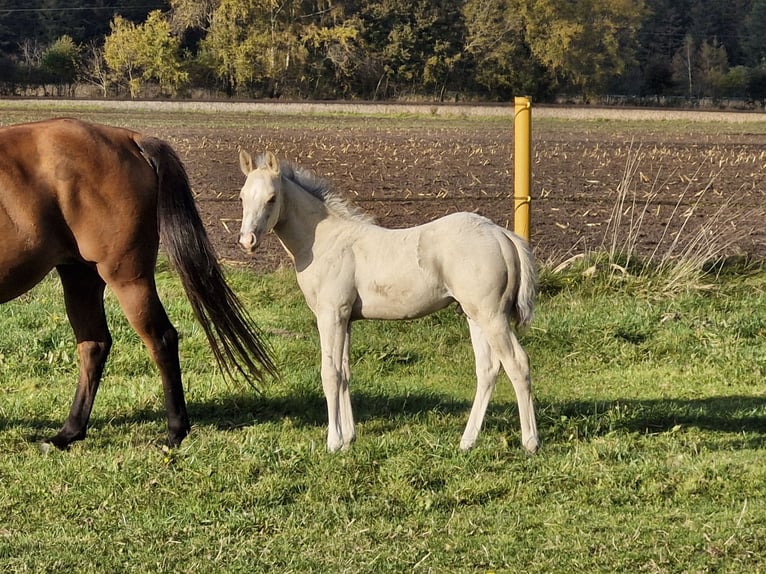 American Quarter Horse Hengst 1 Jaar 151 cm Buckskin in Nordhorn