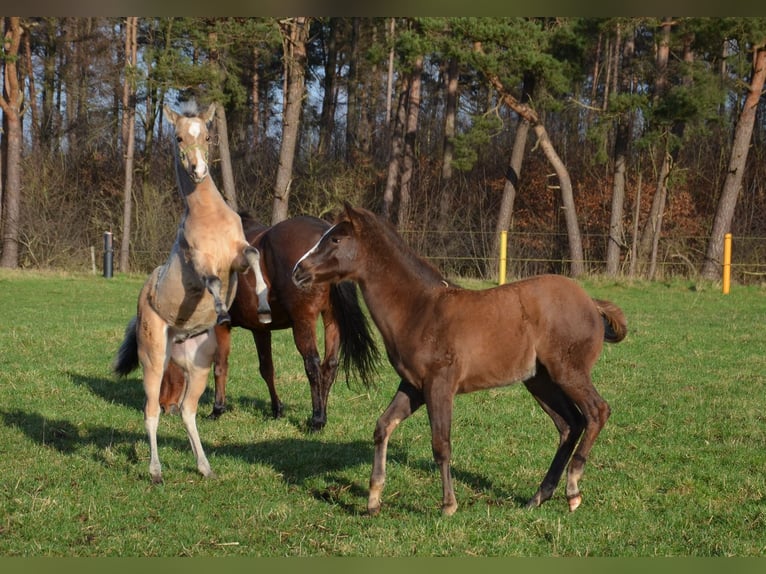 American Quarter Horse Hengst 1 Jaar 151 cm Buckskin in Nordhorn