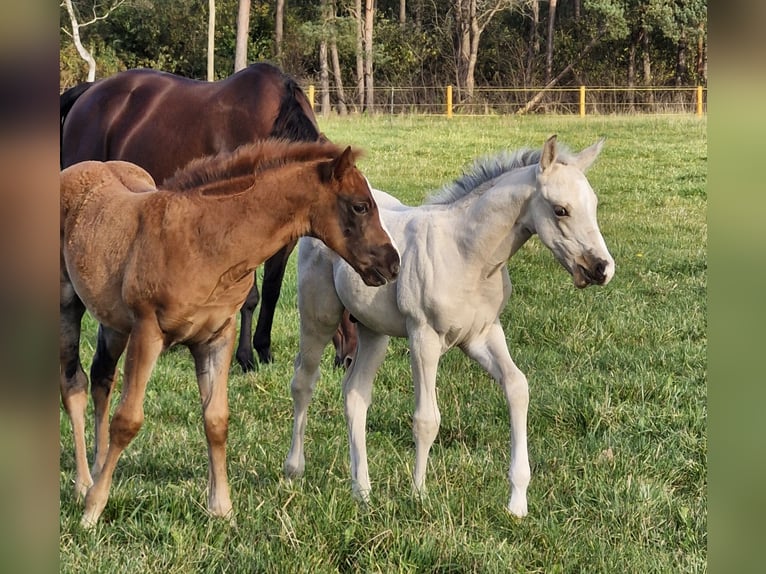 American Quarter Horse Hengst 1 Jaar 151 cm Buckskin in Nordhorn