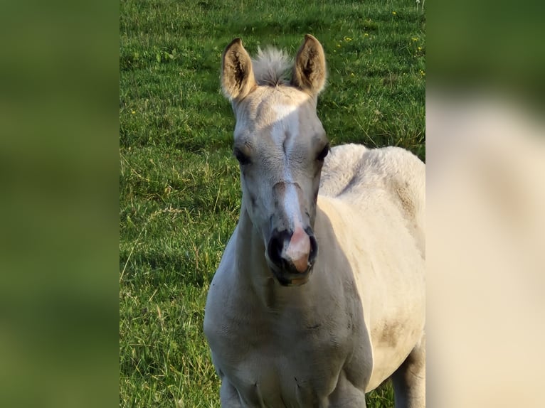 American Quarter Horse Hengst 1 Jaar 151 cm Buckskin in Nordhorn