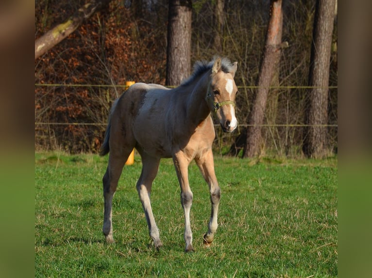 American Quarter Horse Hengst 1 Jaar 151 cm Buckskin in Nordhorn