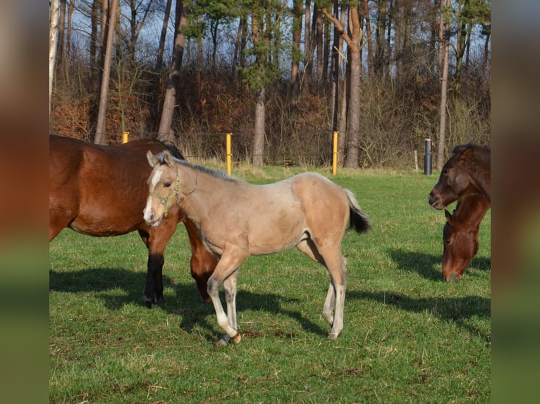 American Quarter Horse Hengst 1 Jaar 151 cm Buckskin in Nordhorn