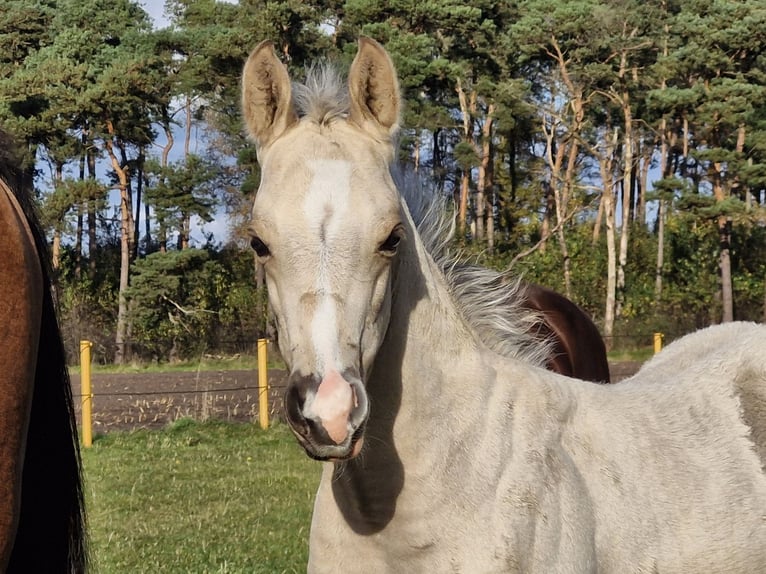 American Quarter Horse Hengst 1 Jaar 151 cm Buckskin in Nordhorn