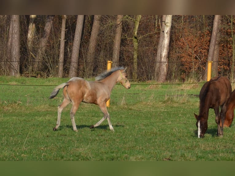 American Quarter Horse Hengst 1 Jaar 151 cm Buckskin in Nordhorn