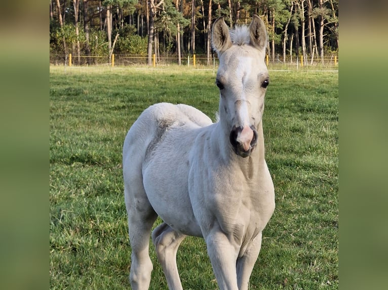 American Quarter Horse Hengst 1 Jaar 151 cm Buckskin in Nordhorn