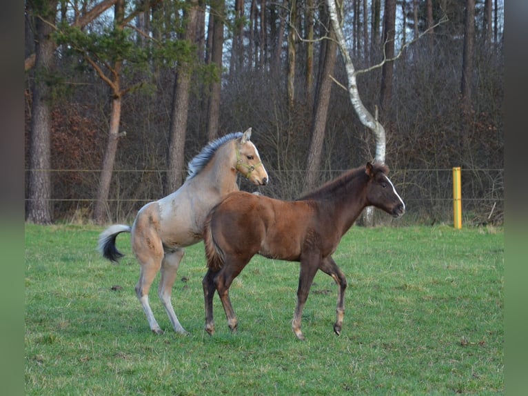 American Quarter Horse Hengst 1 Jaar 151 cm Buckskin in Nordhorn