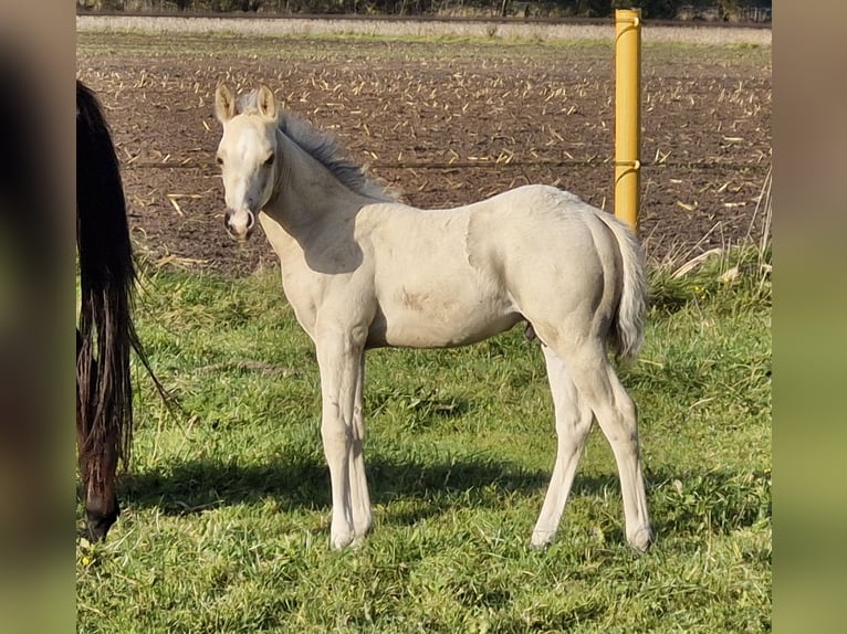 American Quarter Horse Hengst 1 Jaar 151 cm Buckskin in Nordhorn