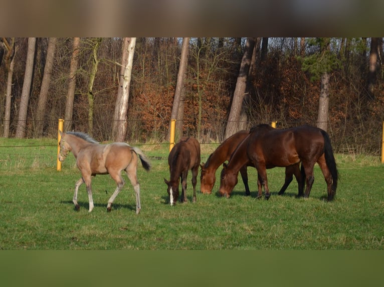 American Quarter Horse Hengst 1 Jaar 151 cm Buckskin in Nordhorn