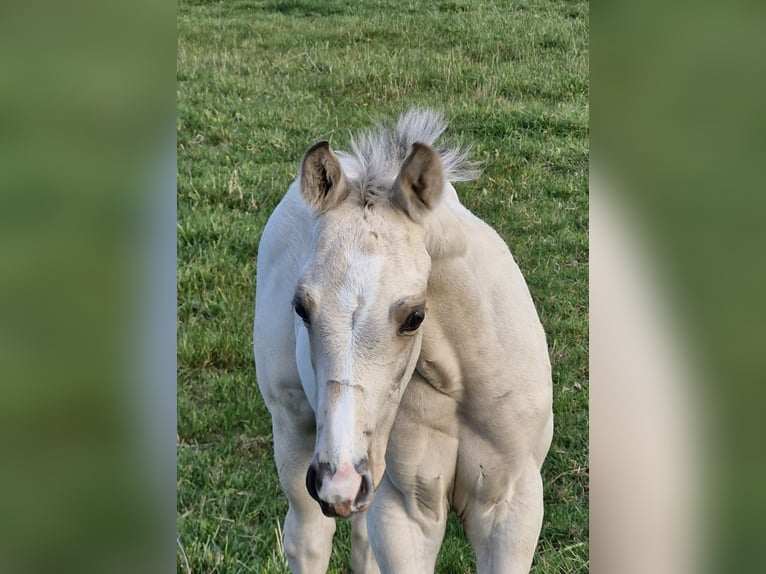 American Quarter Horse Hengst 1 Jaar 151 cm Buckskin in Nordhorn