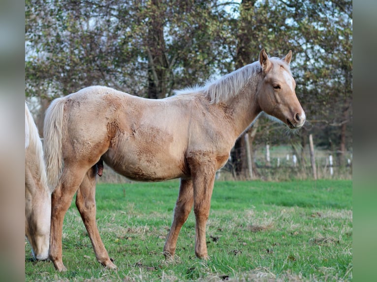 American Quarter Horse Hengst 1 Jaar 151 cm Palomino in Stade