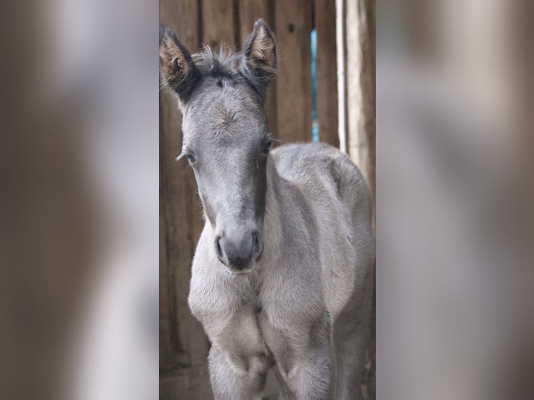 American Quarter Horse Hengst 1 Jaar 151 cm Zwart in Saarbrücken