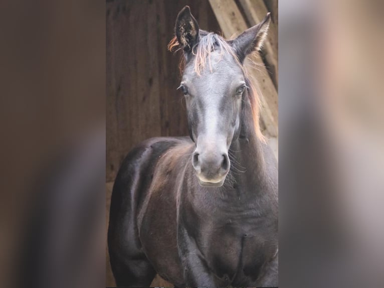 American Quarter Horse Hengst 1 Jaar 151 cm Zwart in Saarbrücken