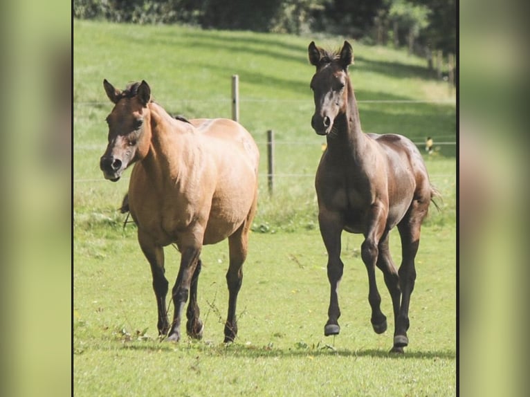 American Quarter Horse Hengst 1 Jaar 151 cm Zwart in Saarbrücken