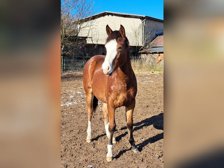 American Quarter Horse Hengst 1 Jaar 152 cm Bruin in Weste