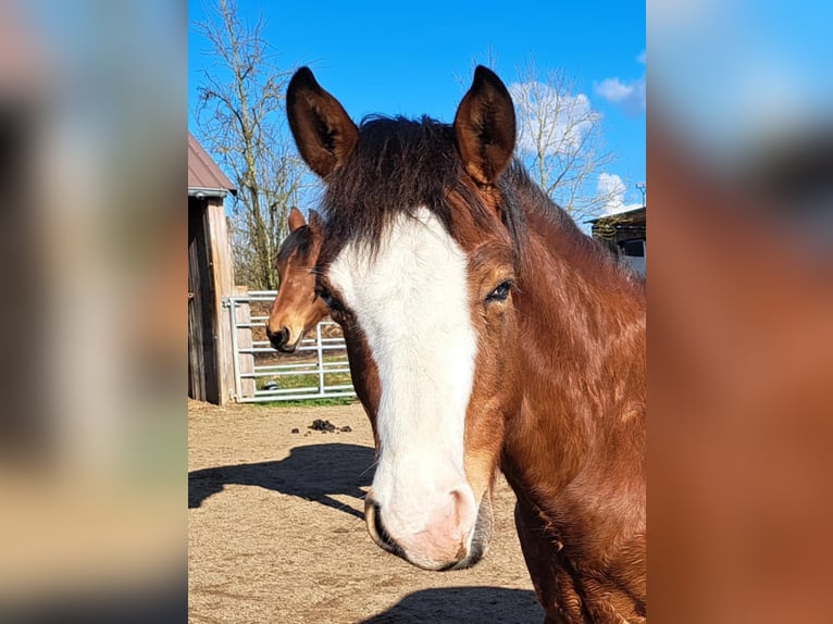 American Quarter Horse Hengst 1 Jaar 152 cm Bruin in Weste