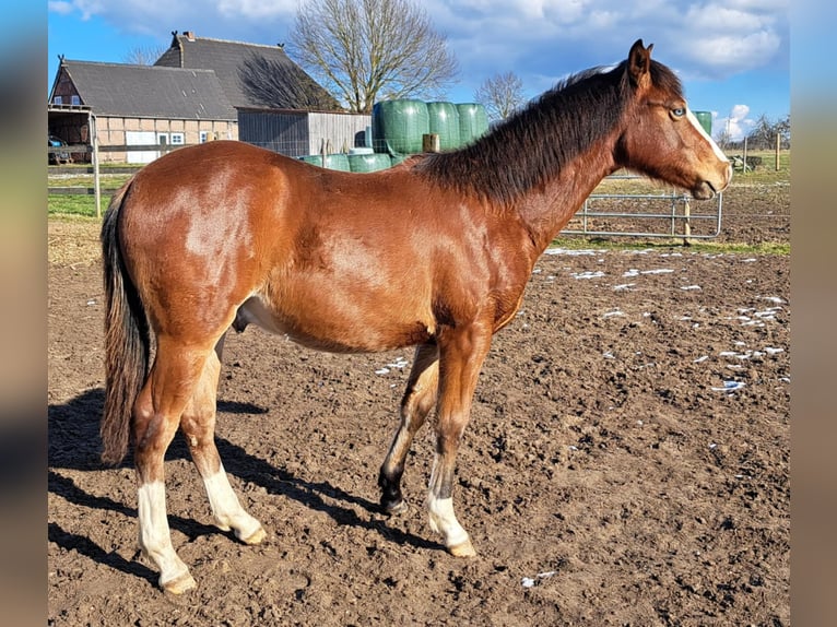 American Quarter Horse Hengst 1 Jaar 152 cm Bruin in Weste