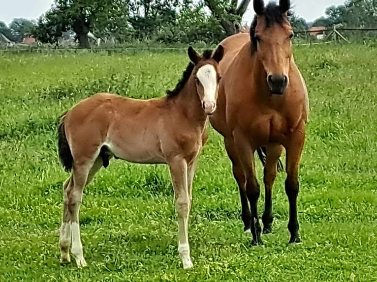 American Quarter Horse Hengst 1 Jaar 152 cm Bruin in Weste