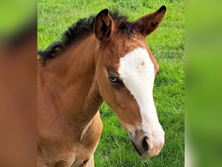 American Quarter Horse Hengst 1 Jaar 152 cm Bruin in Weste