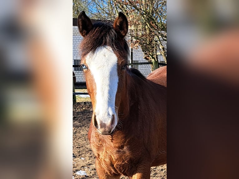 American Quarter Horse Hengst 1 Jaar 152 cm Bruin in Weste