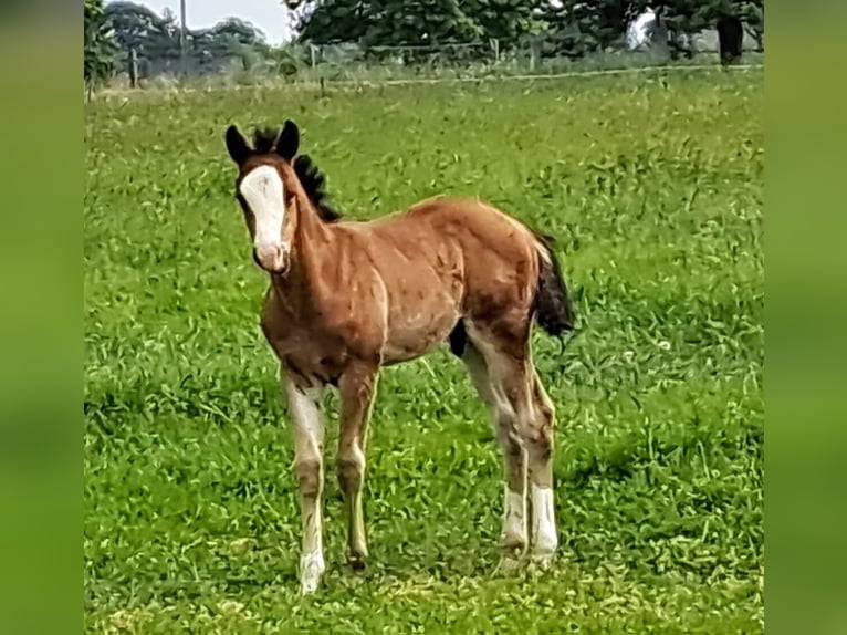 American Quarter Horse Hengst 1 Jaar 152 cm Bruin in Weste