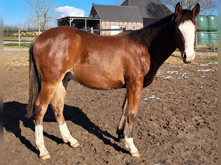 American Quarter Horse Hengst 1 Jaar 152 cm Bruin in Weste