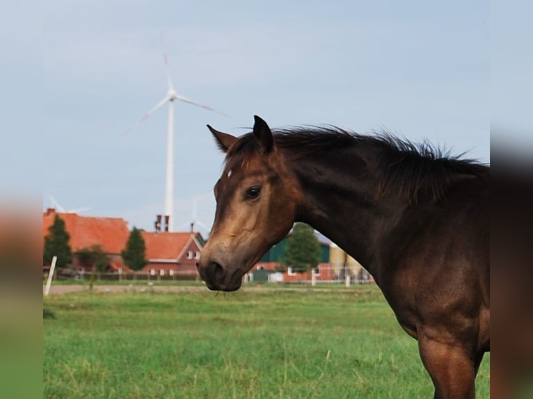 American Quarter Horse Hengst 1 Jaar 152 cm Buckskin in Legden