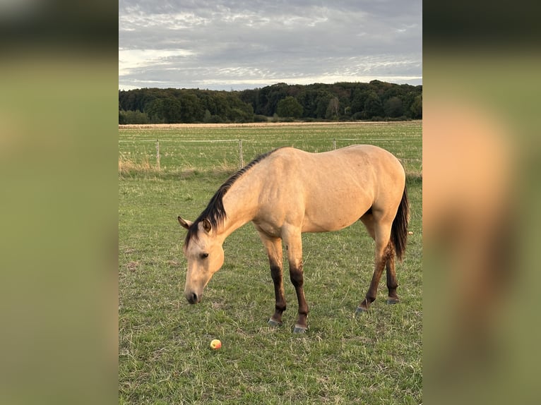 American Quarter Horse Hengst 1 Jaar 152 cm Buckskin in Meckenheim
