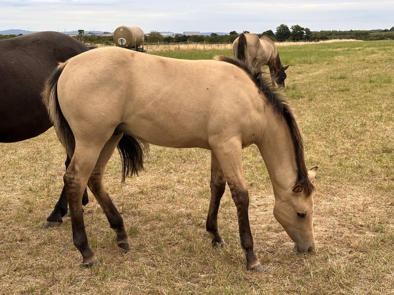 American Quarter Horse Hengst 1 Jaar 152 cm Buckskin in Meckenheim