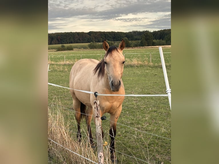 American Quarter Horse Hengst 1 Jaar 152 cm Buckskin in Meckenheim