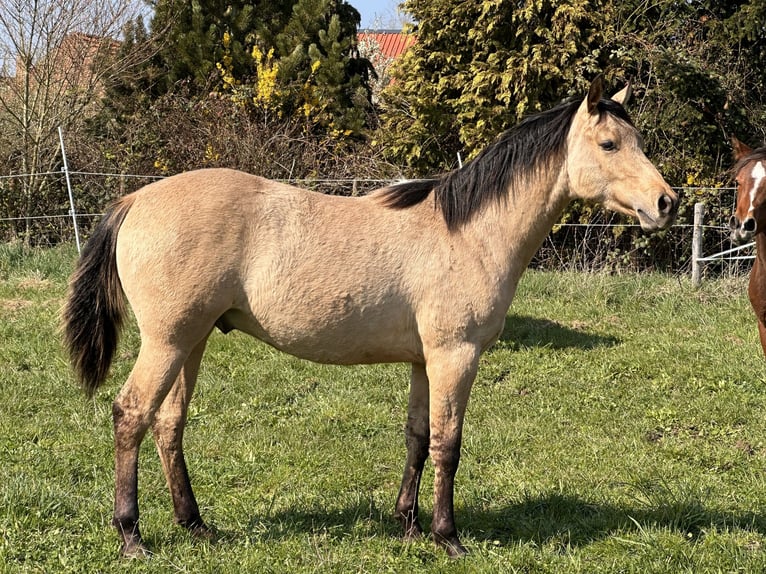 American Quarter Horse Hengst 1 Jaar 152 cm Buckskin in Meckenheim